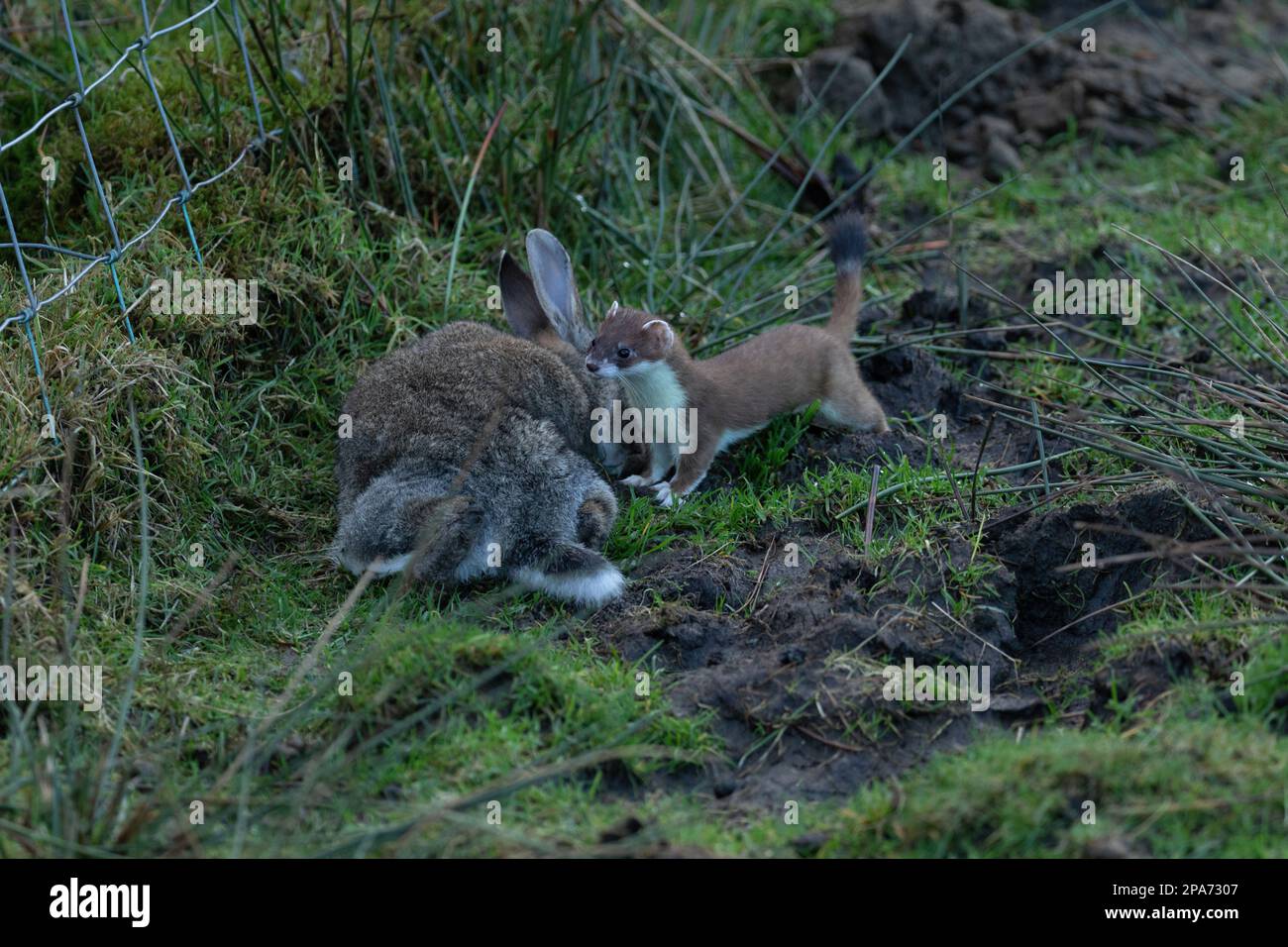 Ein Stoat (Mustela erminea) stammt aus der Zeit vor einem Kaninchen, das viel größer ist als sich selbst auf einem Moorland in der Nähe von Diggle in Saddleworth, Oldham, Großbritannien Stockfoto
