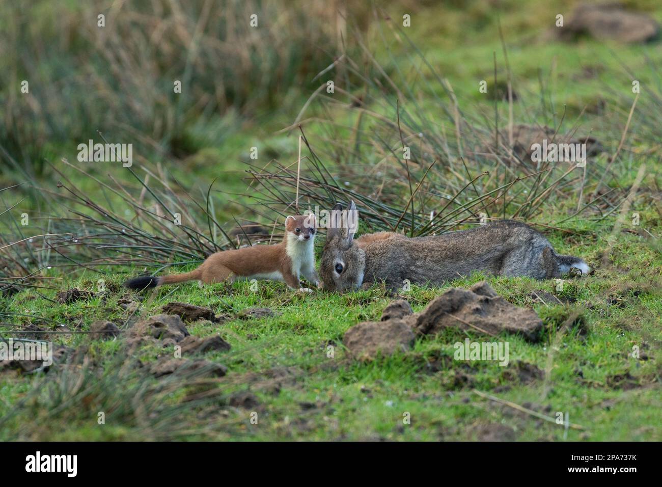 Ein Stoat (Mustela erminea) stammt aus der Zeit vor einem Kaninchen, das viel größer ist als sich selbst auf einem Moorland in der Nähe von Diggle in Saddleworth, Oldham, Großbritannien Stockfoto