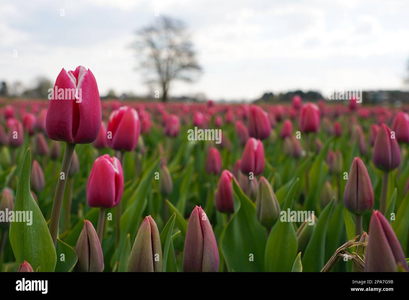 Tulpenfelder bei Lisse in den Niederlanden Stockfoto