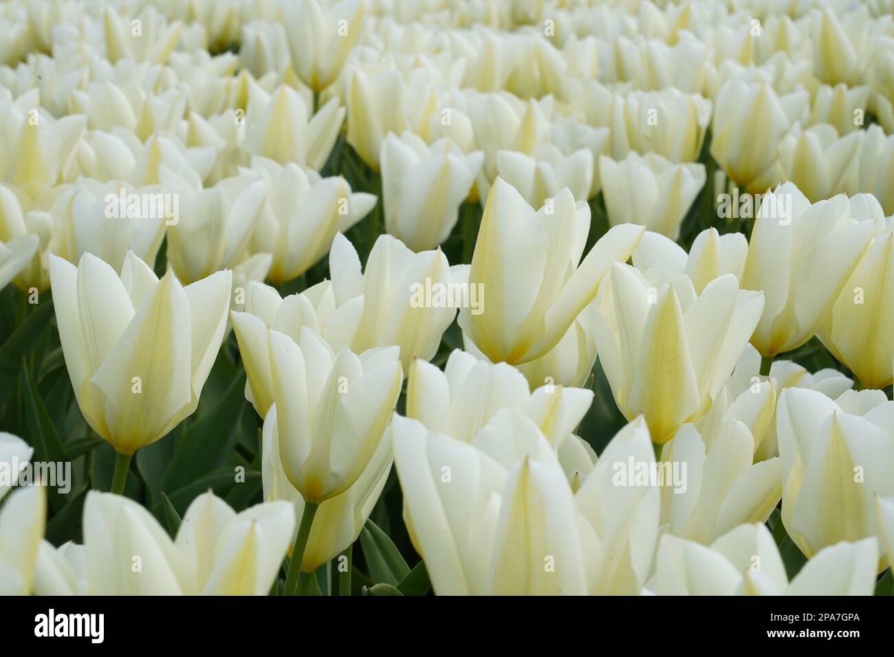 Tulpenfelder bei Lisse in den Niederlanden Stockfoto