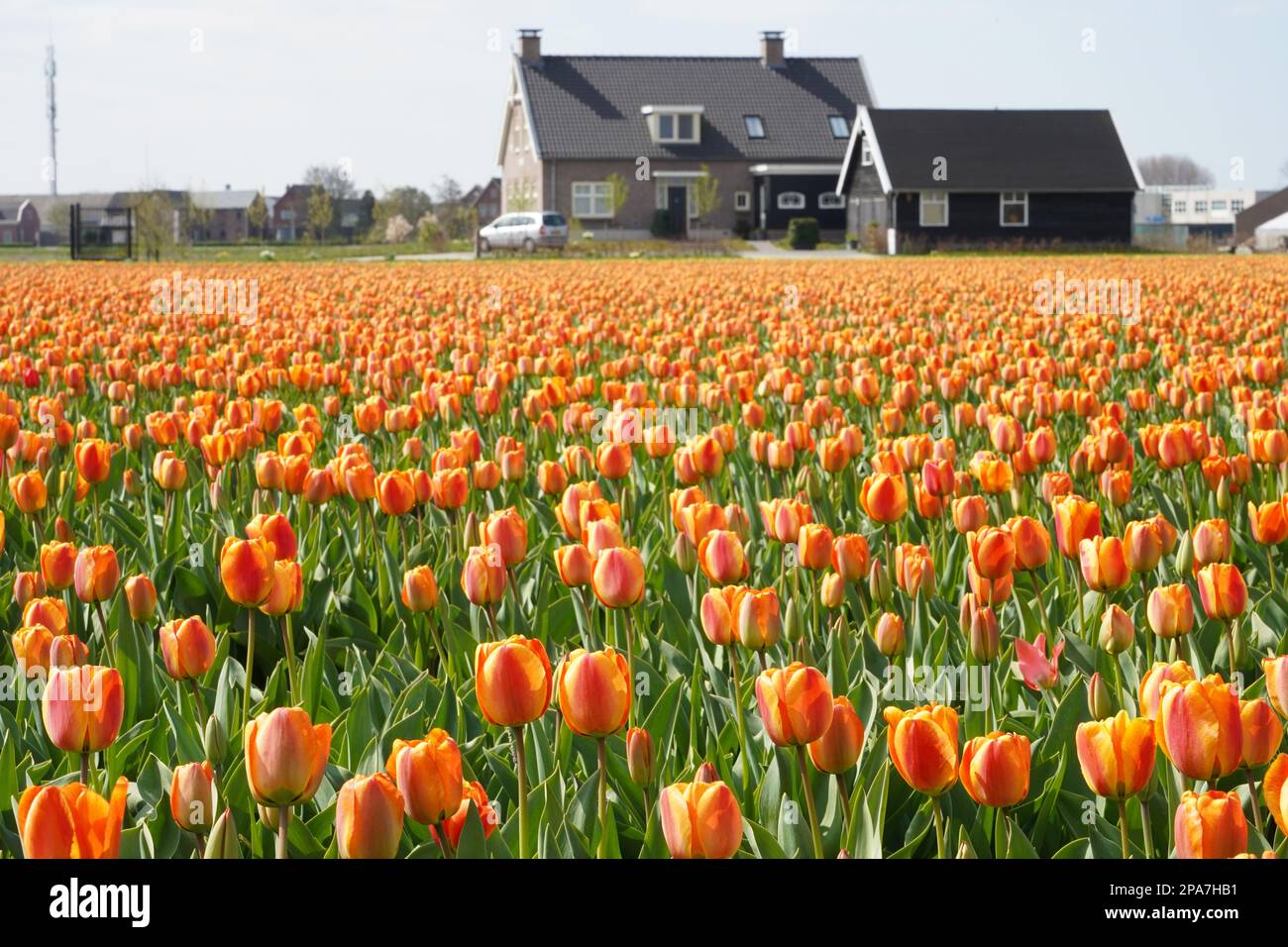 Tulpenfelder bei Lisse in den Niederlanden Stockfoto