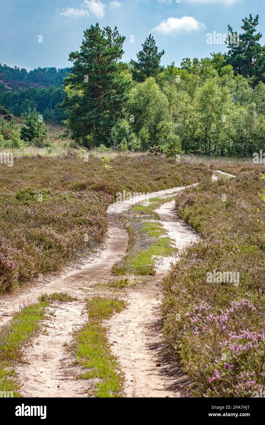 Seltene Tieflandheide mit Birke und Heidekraut bei Thursley Common in Surrey UK Stockfoto