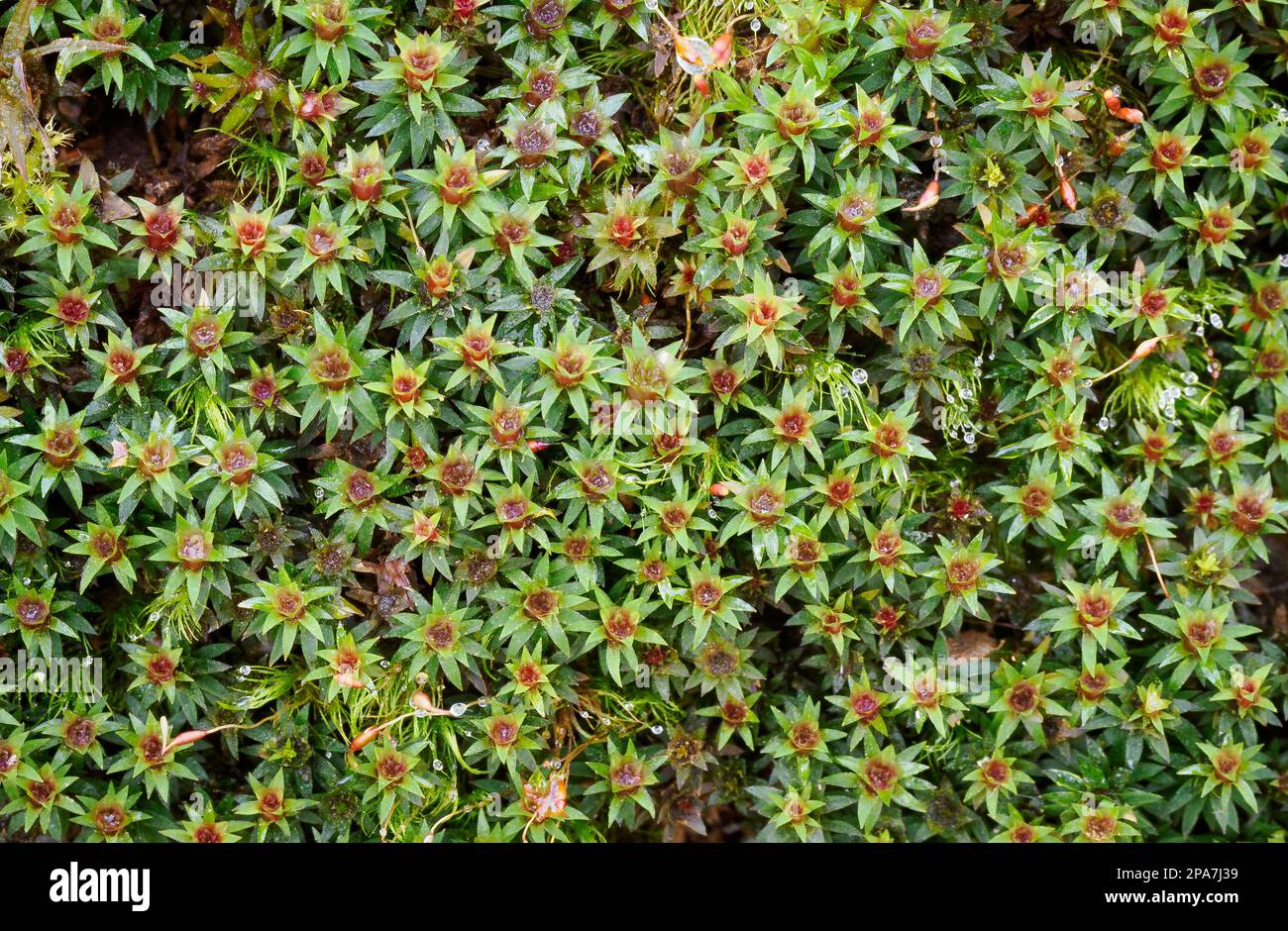 Juniper Haircap Polytrichum Junior wächst in Wäldern in Somerset UK Stockfoto