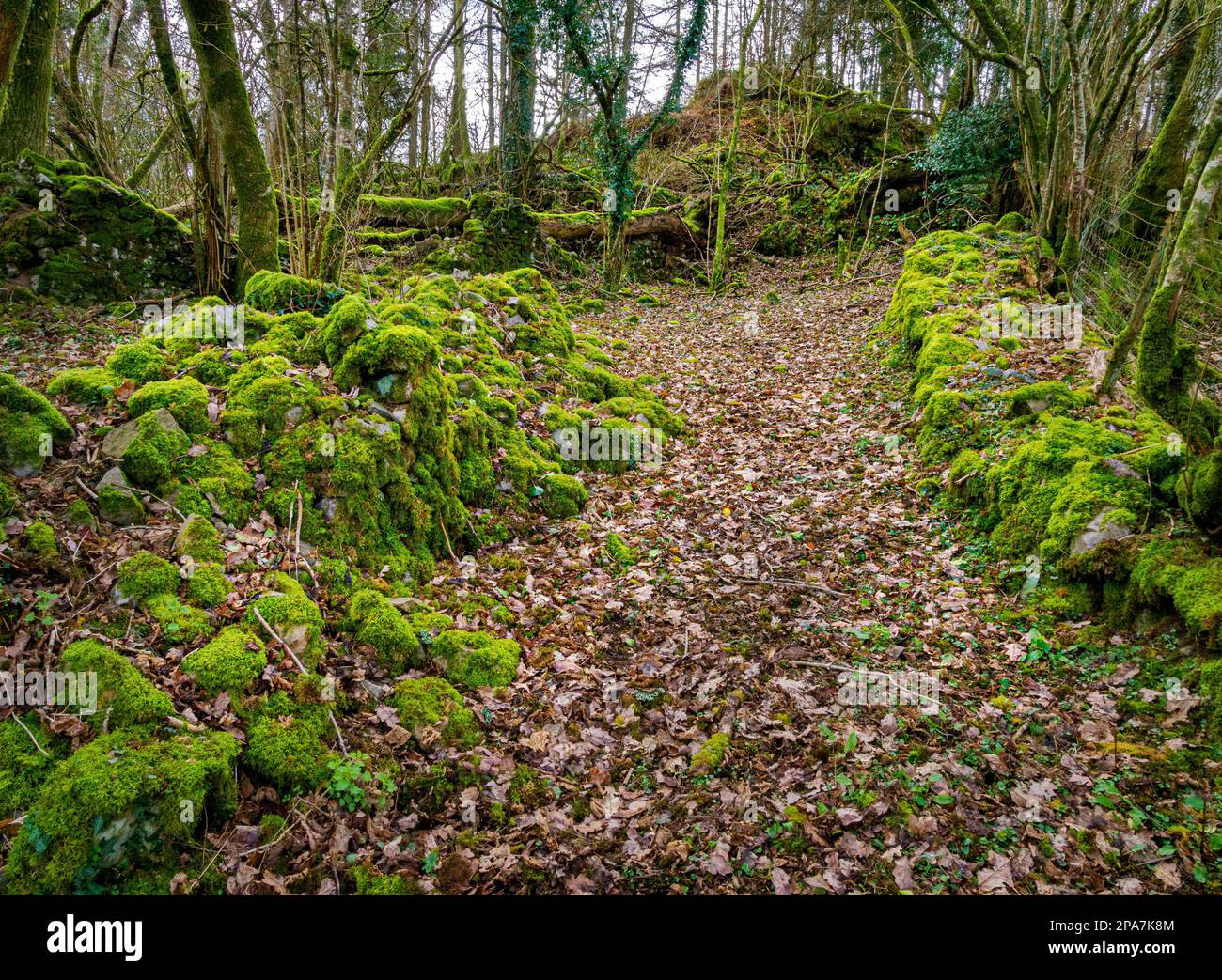 Waldweg durch gemäßigten Regenwald in South Wales UK Stockfoto