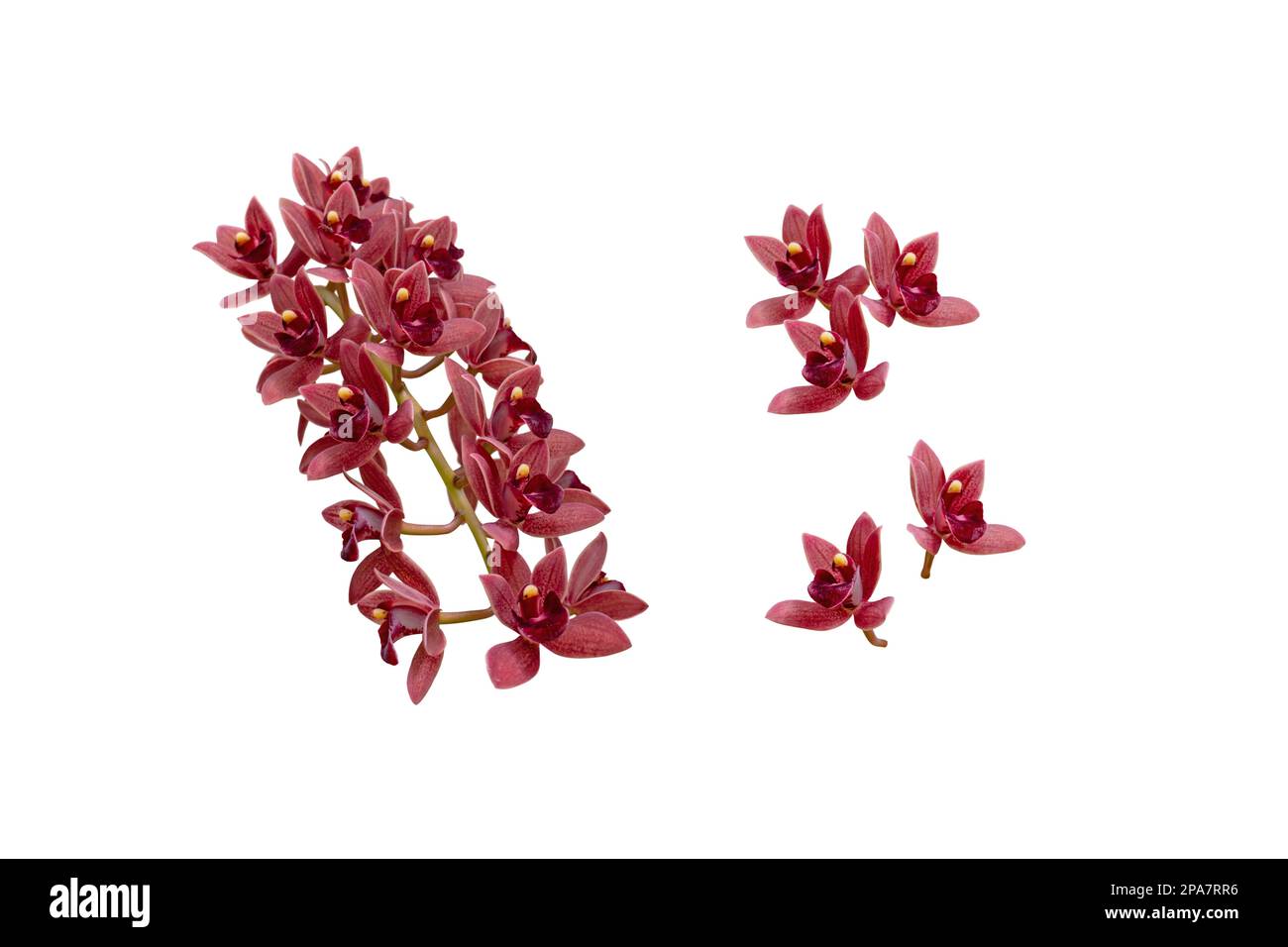 Kaskadierende Hybridpflanze aus Cymbidium oder Bootsorchideen mit dunkelroten Schokoladenblumen isoliert auf weiß Stockfoto
