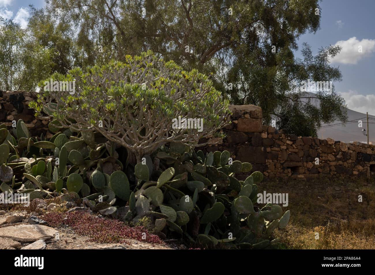 Frische Pflanzen im Winter: Große Opuntia und Kleinia, hoher Baum im Hintergrund. Steinmauer. Casillas del Angel, Fuerteventura, Kanarische Inseln, Stockfoto