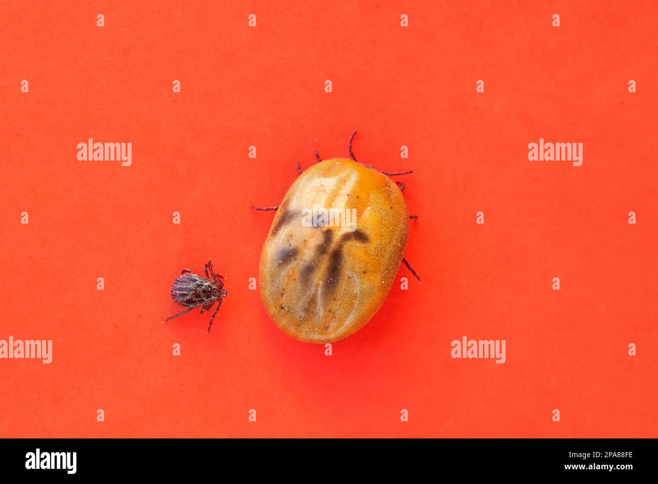 Infizierte Zecke Dermacentor und weibliche Zecke gefährliches Insekt nach einem Biss und voller Blut auf rotem Hintergrund. Parasitäre Milbe. Zeckenerkrankungen Stockfoto