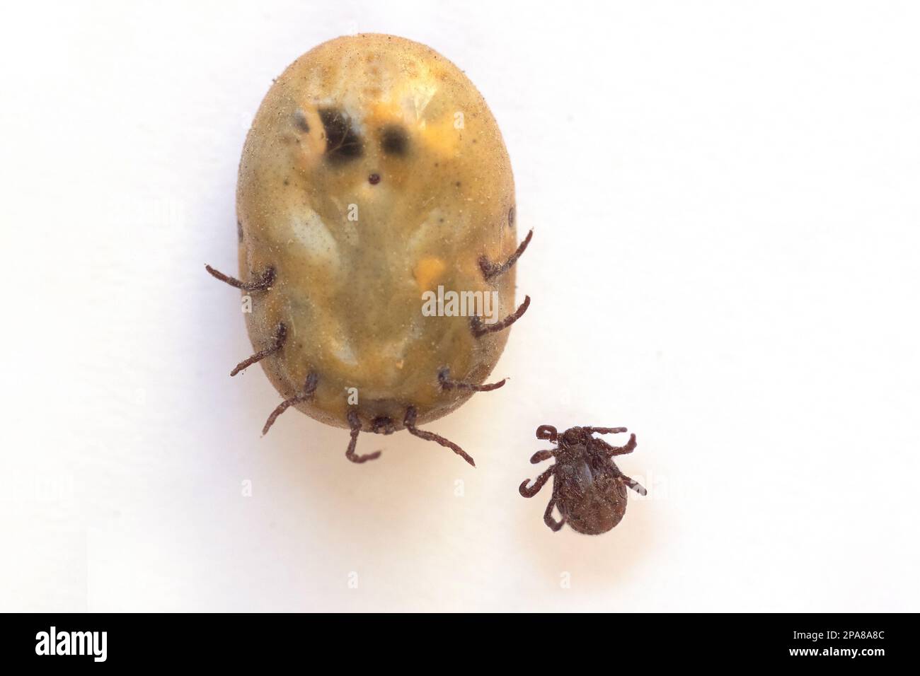 Infizierte Zecke Dermacentor und weibliche Zecke gefährliches Insekt nach einem Biss und voller Blut auf weißem Hintergrund. Parasitäre Milbe. Zeckenerkrankungen Stockfoto