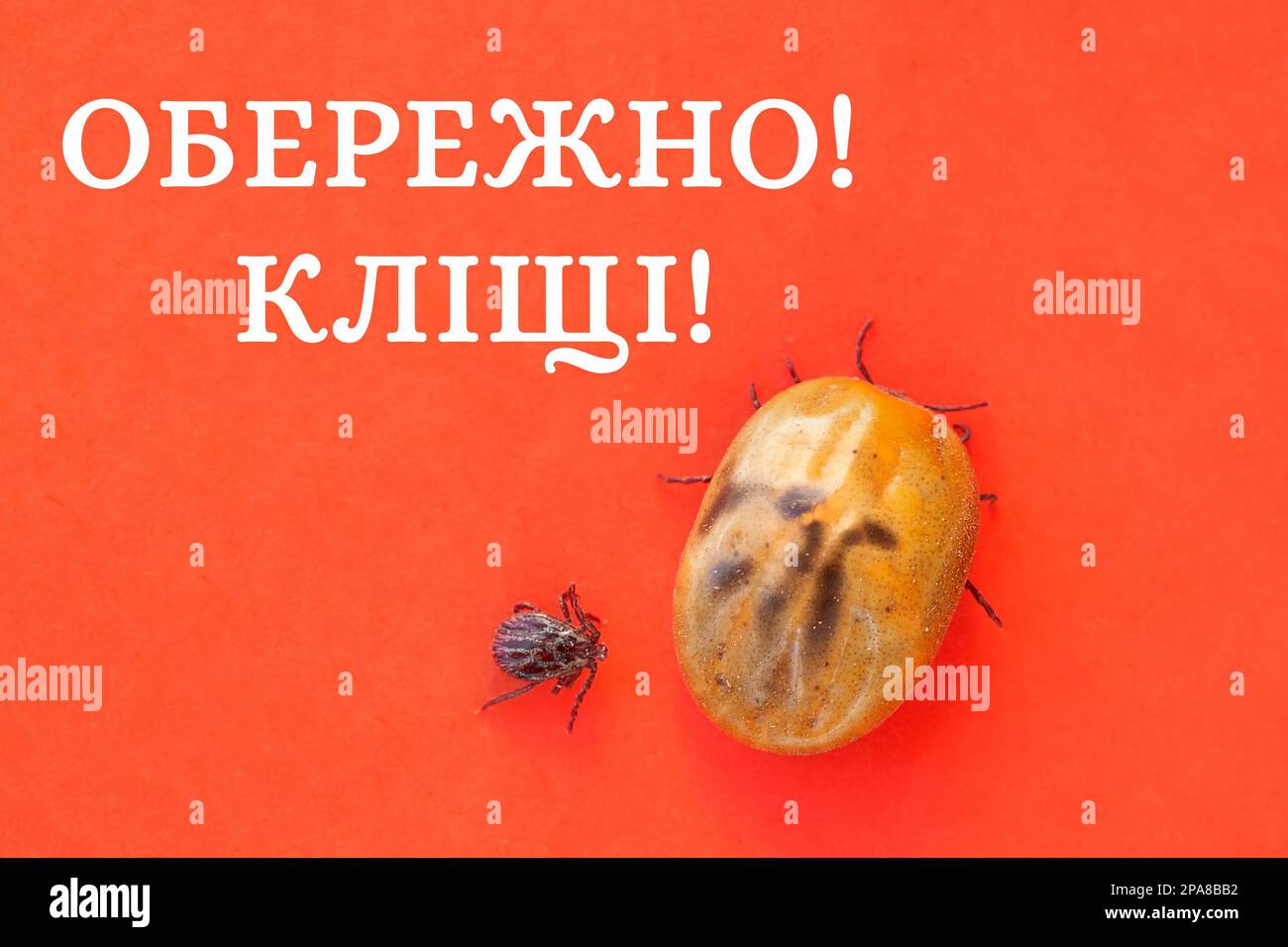 Text auf Ukrainisch „Vorsicht Zecken“ infizierte Zecke Dermacentor und weibliche Zecke gefährliches Insekt nach einem Biss und voller Blut auf rotem Hintergrund. Parasit Stockfoto