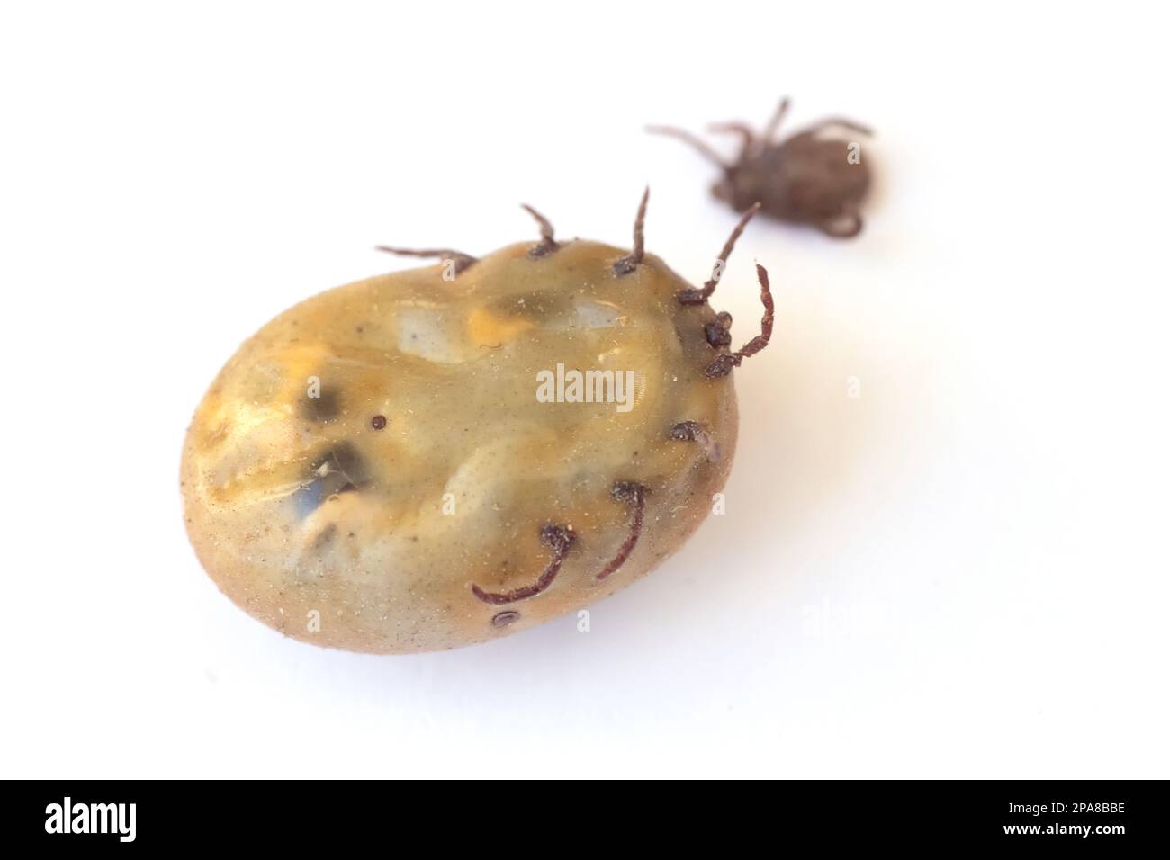 Infizierte Zecke Dermacentor ist ein gefährliches Insekt nach einem Biss und voller Blut auf weißem Hintergrund. Parasitäre Milbe. Zeckenerkrankungen Stockfoto