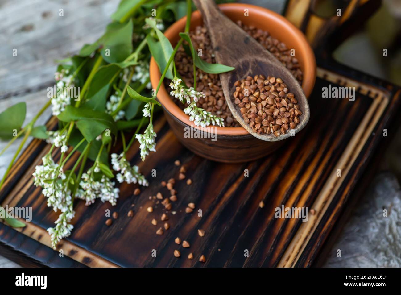 Ein Holzlöffel mit gebratenem Buchweizen auf einem Tonteller voller trockenem Müsli mit Gluten. Blühende frische Buchweizenblumen, eine gute Honigpflanze. Diätetik gr Stockfoto