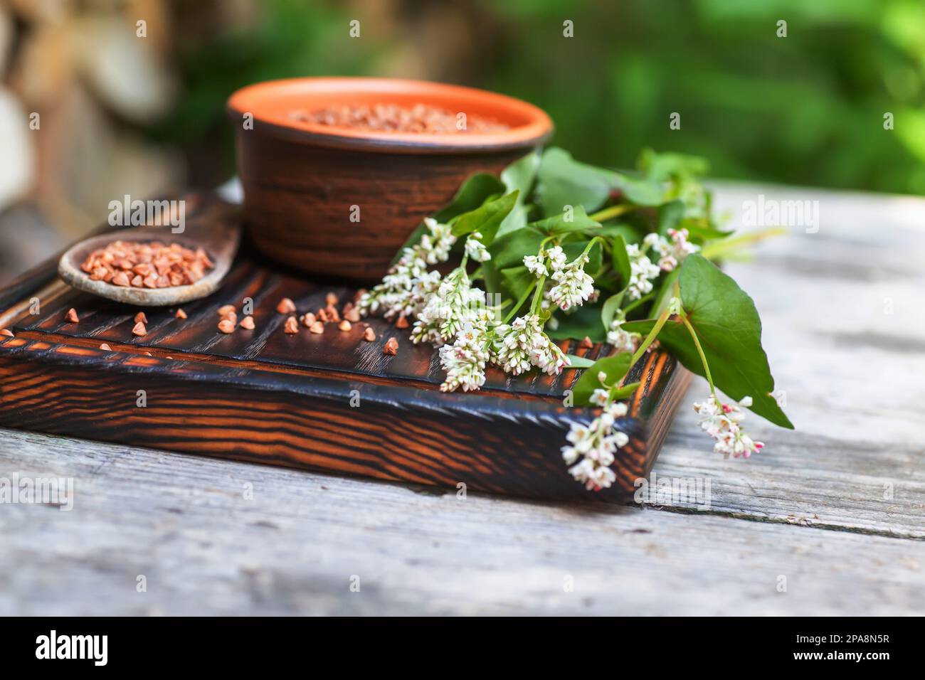 Buchweizensamen-Nahaufnahme. Geschältes Futtergetreide in einem Haufen auf einem alten Holztisch. Stillleben mit einem Strauß Buchweizenblüten in der Sommerküche. Stockfoto