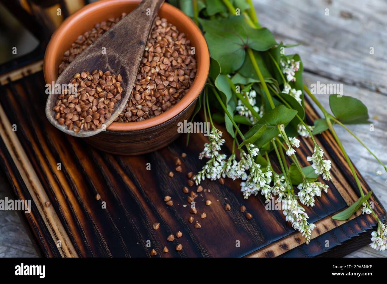 Ein Holzlöffel mit gebratenem Buchweizen auf einem Tonteller voller trockenem Müsli mit Gluten. Blühende frische Buchweizenblumen, eine gute Honigpflanze. Diätetik gr Stockfoto