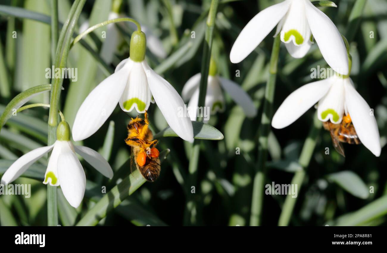 Snowdrop (Galanthus) mit Besuch der Honigbiene (APIs mellifera), die Pollen und Nektar sammelt Stockfoto