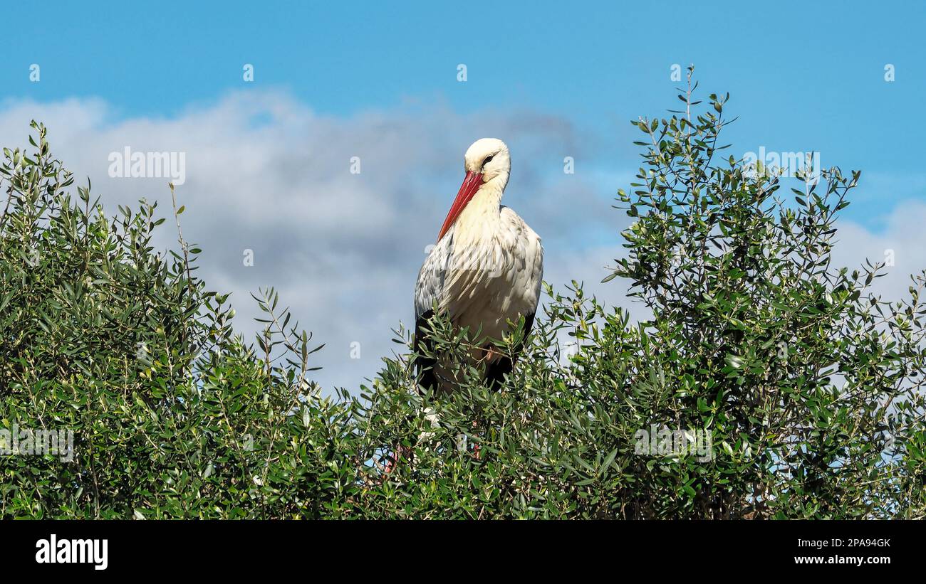 Weißstorch (Ciconia ciconia) auf einem Baum in der Dehesa de Abajo, Naturschutzgebiet in La Puebla del Río, Sevilla, Spanien Stockfoto