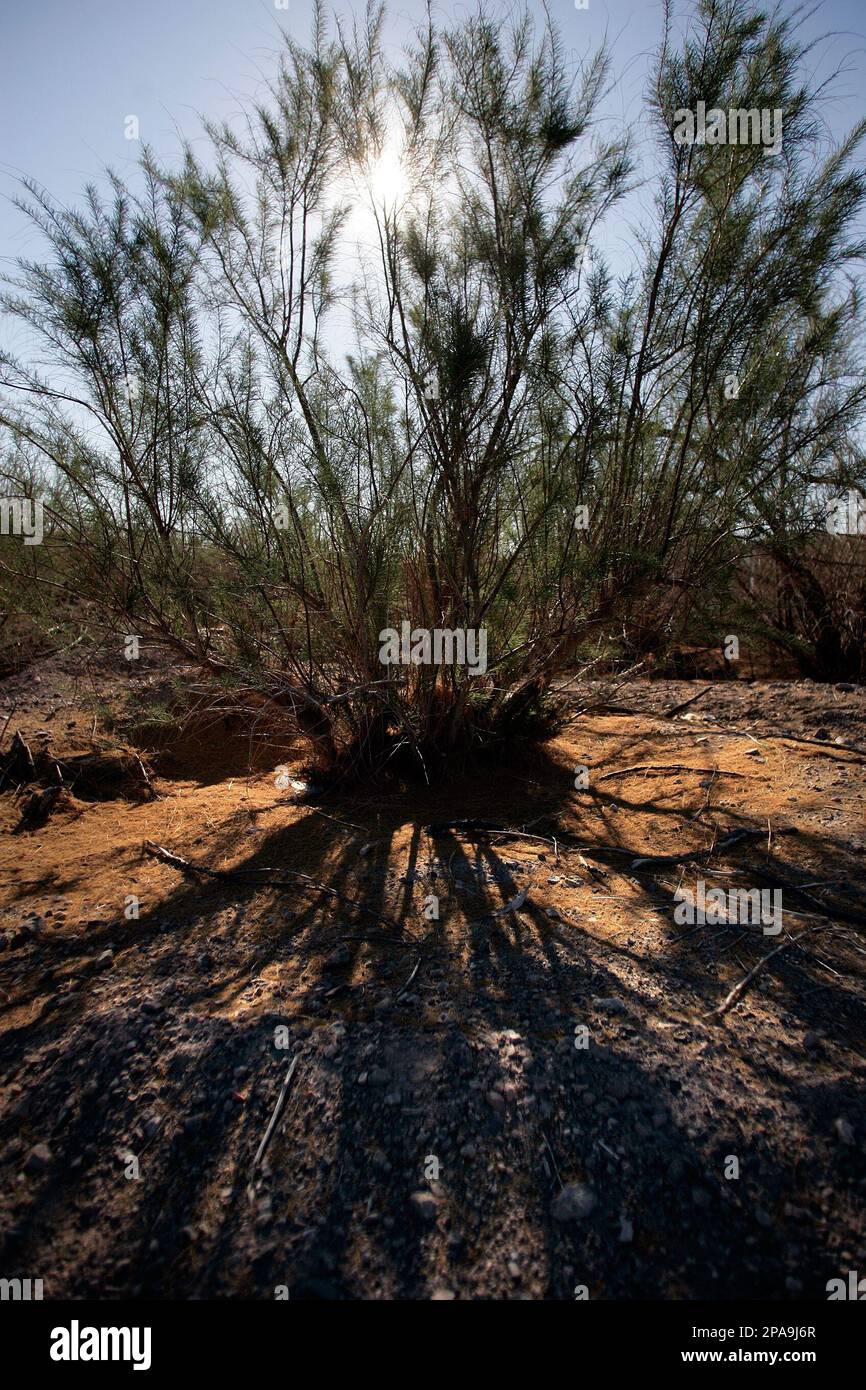 Tamarisk Tree Invasive ** ADVANCE FOR WEEKEND, APRIL 5-6 **A blooming tamarisk plant thrives ...