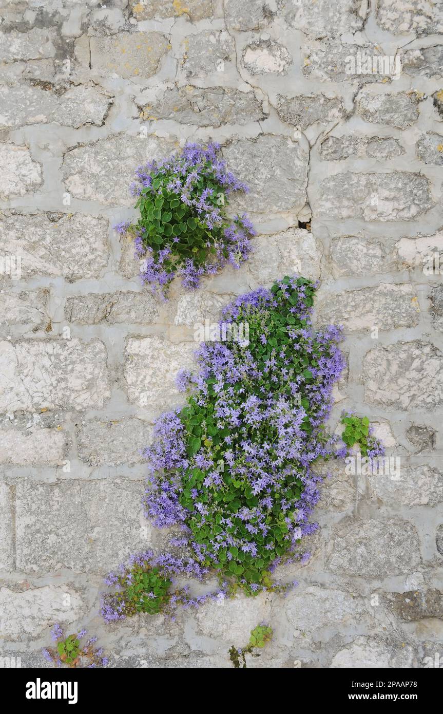 Blühende Wandvegetation, Stockfoto