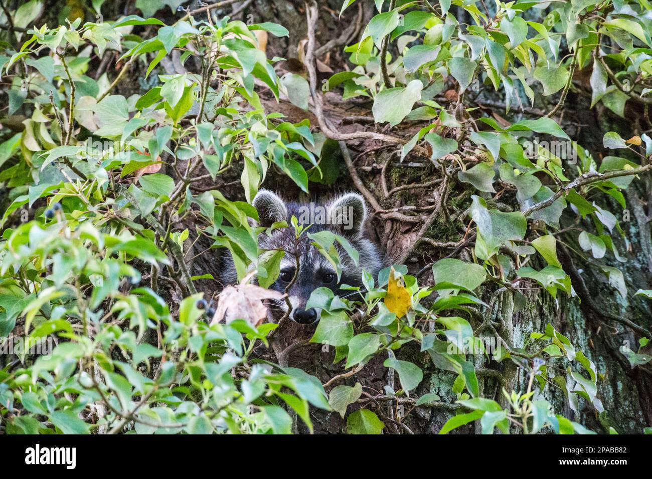 Junge Waschbären schauen aus ihrer Baumhöhle, umrankt von Efeu - Junge Waschbären sehen aus ihrem Baumhohl, verschlungen mit Efeu Stockfoto