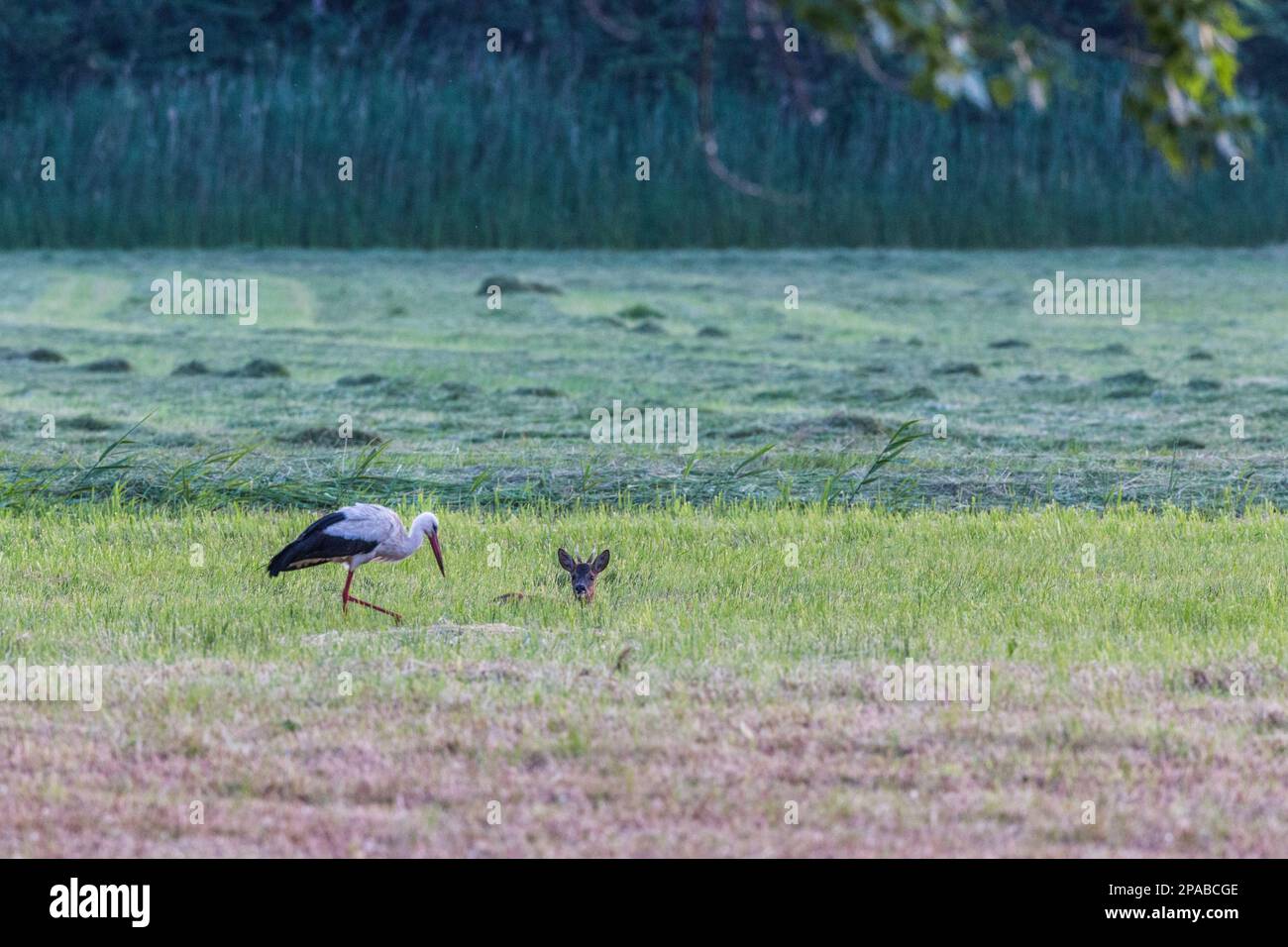 Weißer Storch auf frisch gemähter Wiese, ein Reh, das im Gras liegt, schaut auf den Storch Stockfoto