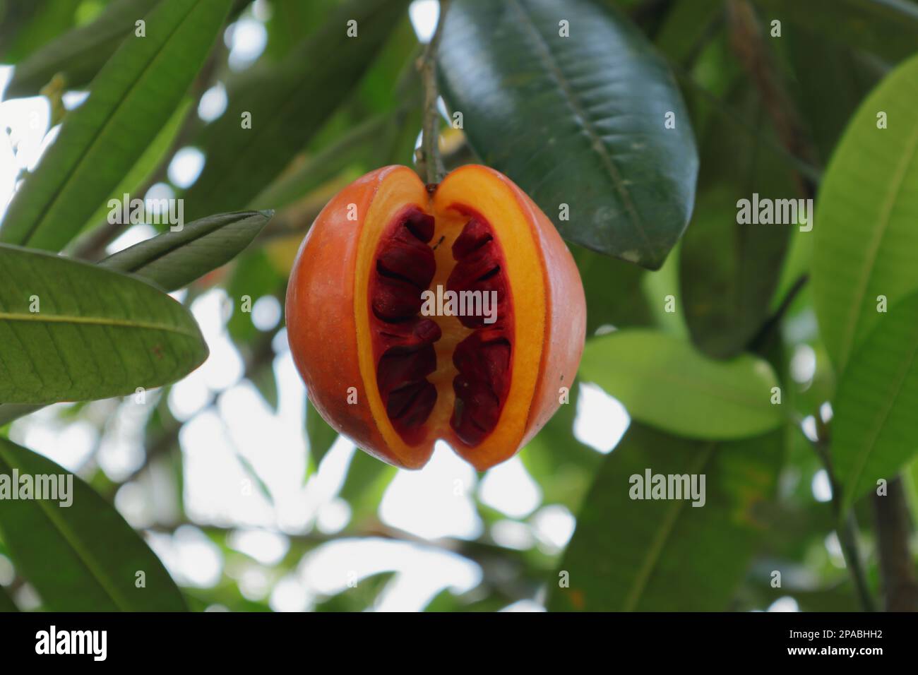 Nahaufnahme einer natürlich offenen Frucht mit hochgiftigen Samen in einer Eve-Apfelpflanze (Tabernaemontana Dichotoma) Stockfoto