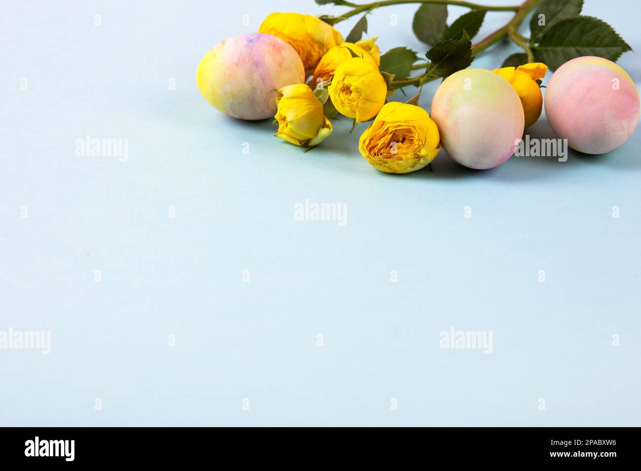 Farbenfrohe Ostereier mit einem Zweig gelber Rosen auf blauem Hintergrund. Frohes Osterkonzept. Grußkarte, Platz kopieren Stockfoto