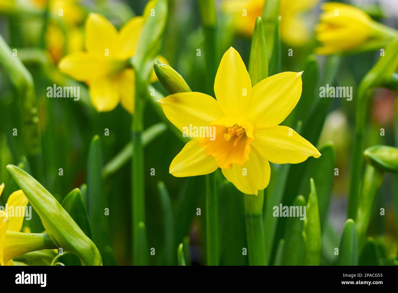 Daffodil (Narcissus pseudonarcissus), auch als gewöhnliches Narzissus oder Trompetennarzissus bezeichnet Stockfoto
