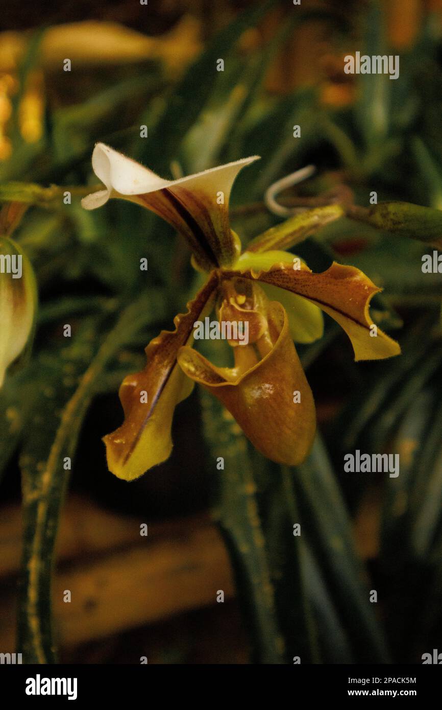 Schöner Orchidemus, bekannt als Frauenschuh, bedroht von der Zerstörung seines Lebensraums. Stockfoto