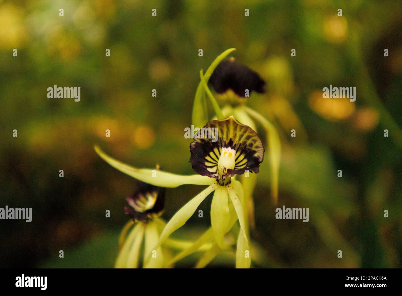 Prosthechea cochleata ist die Nationalblume von Belize, wo sie als Schwarze Orchidee bekannt ist Stockfoto
