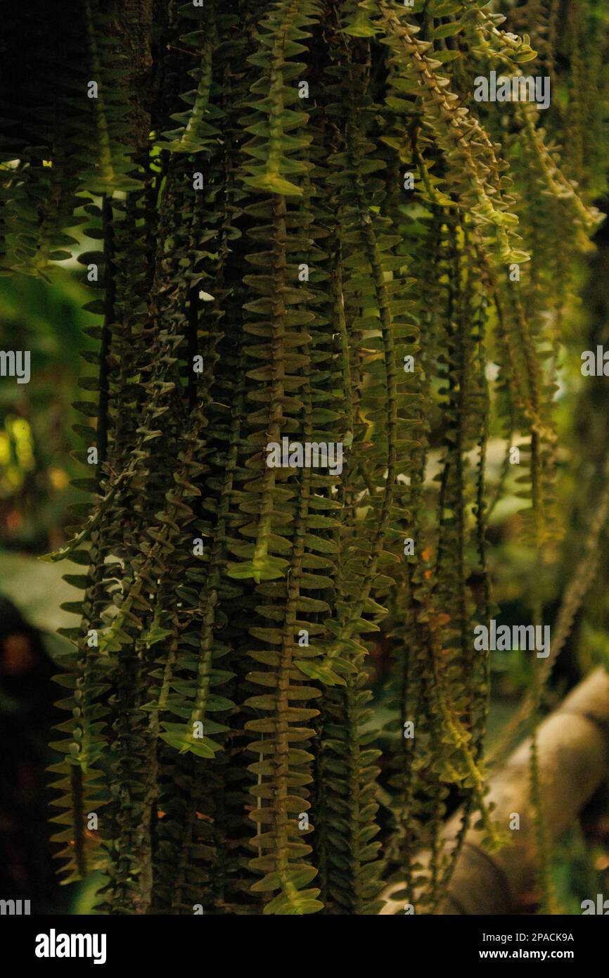 Alansmia cultrata, auch bekannt als Schachtelfarn Stockfoto