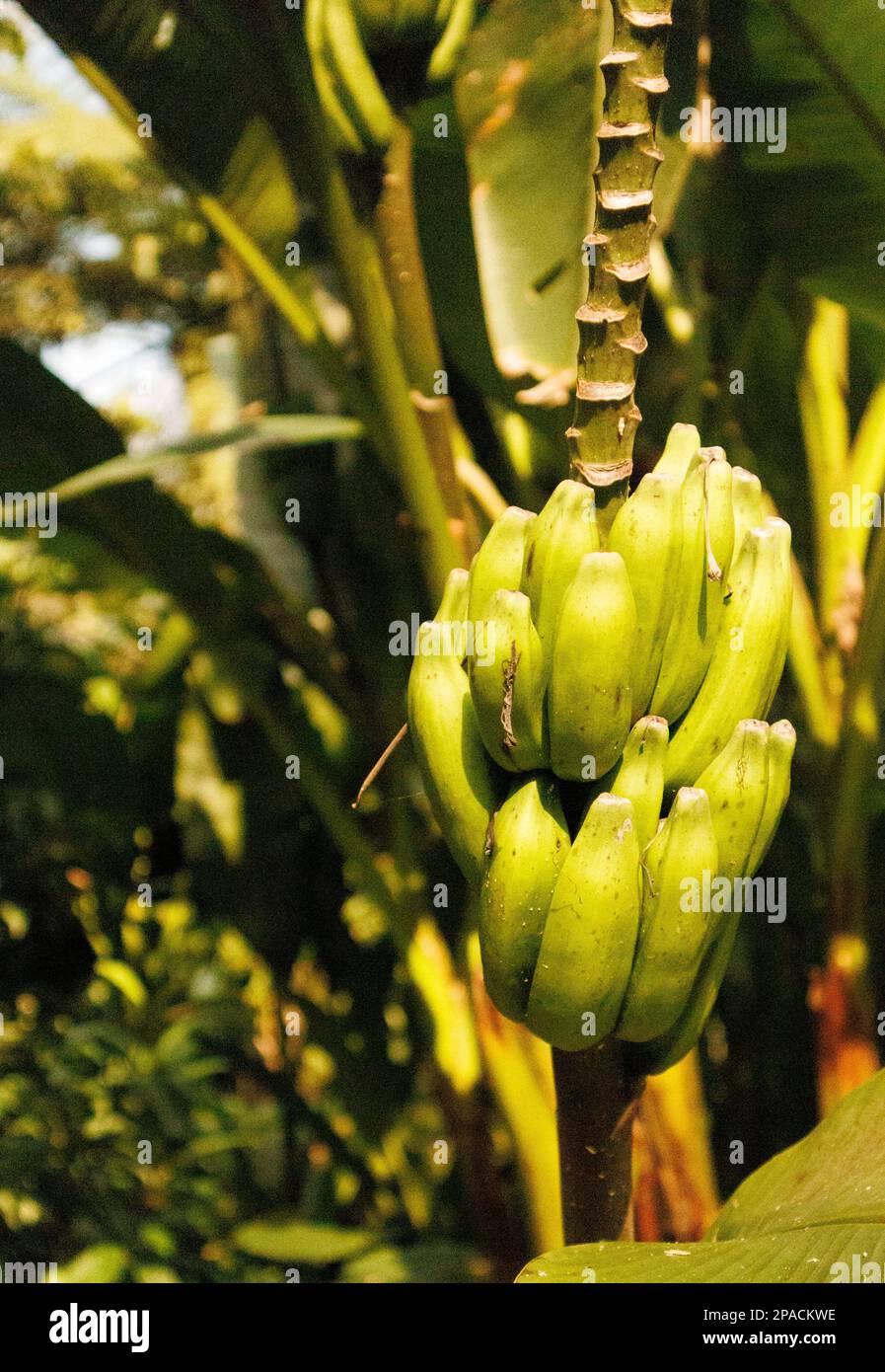 Wilde Bananen im Jardin Botanico de Cuetzalan Stockfoto