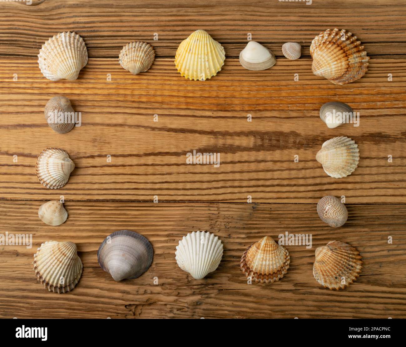 Sea Shell Frame, mehrfarbige Seashells Border, Clam Mollusc Shells Pattern with Copy Space, Natural Sea Shell Frame on Wood Background Top View Stockfoto
