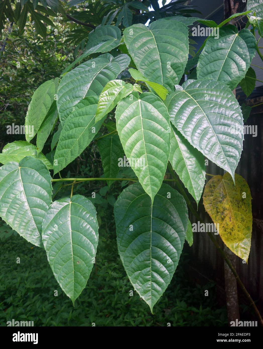 Glänzender Stachelbaum (Dendrocnide photinophylla) wächst in einem Vorstadthof in Cairns, Queensland, Australien Stockfoto
