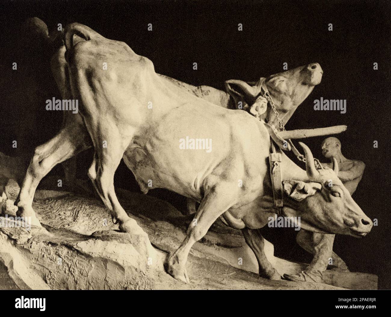 der italienische Bildhauer ENRICO BUTTI ( 1847 1932 ) , I BUOI , aus