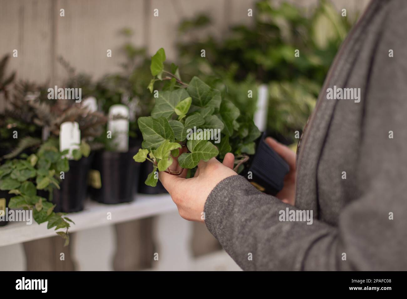 Eine Person, die Hauspflanzen in einem Gartencenter auswählt Stockfoto