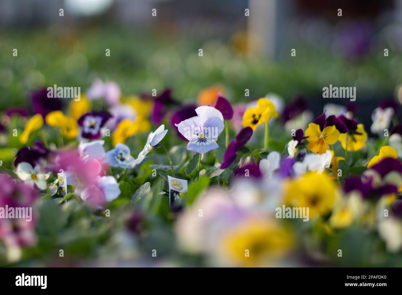 Viola Tricolor/Johnny Springen Sie im Frühling in voller Blüte in einem Gartenzentrum auf Stockfoto