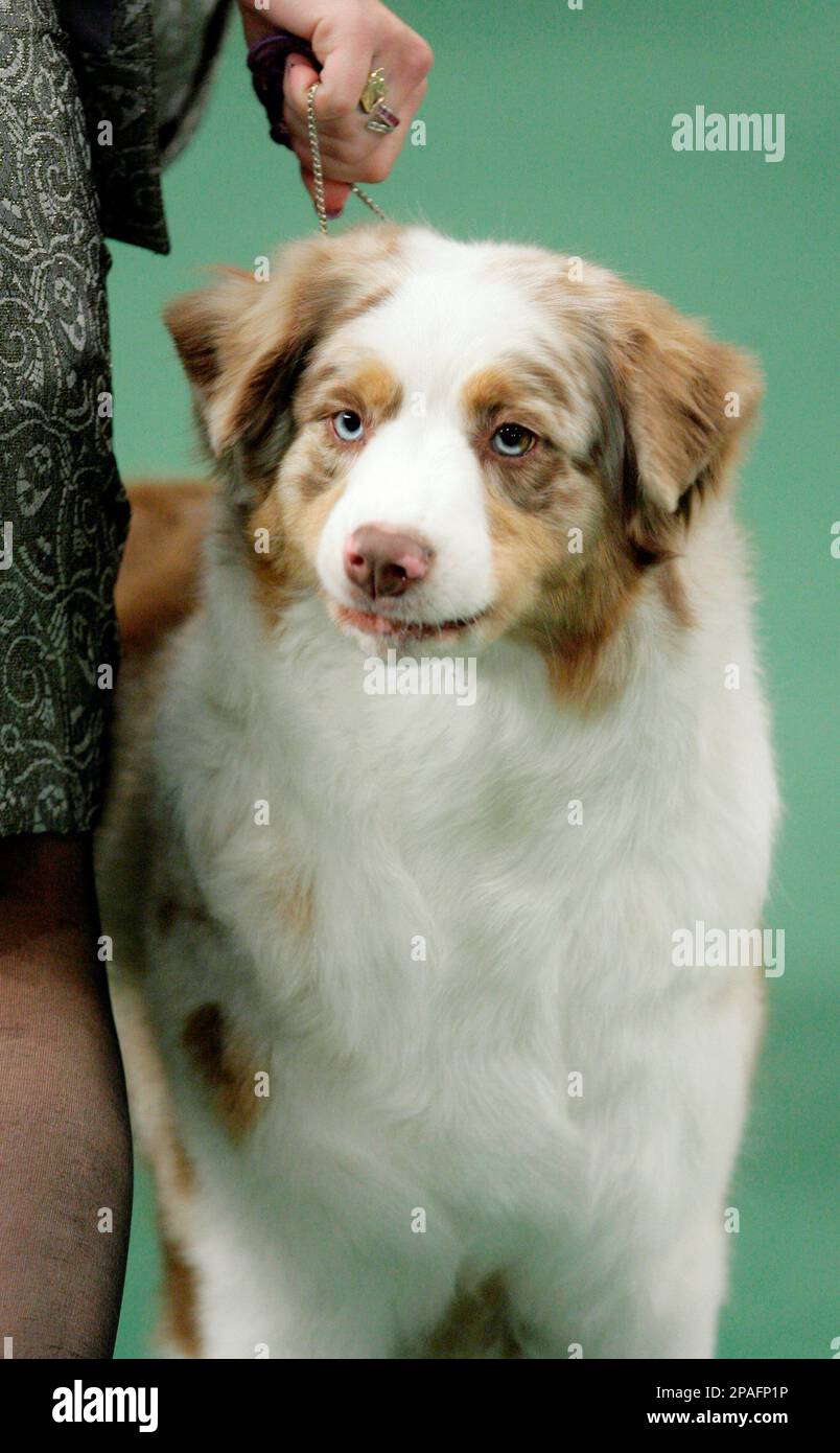 An Australian shepherd named Deuce competes in the herding group at the 132nd Westminster Kennel Club Dog Show at Madison Square Garden in New York, Monday, Feb. 11, 2008. Deuce won best in Group. (AP Photo/Seth Wenig) Stockfoto
