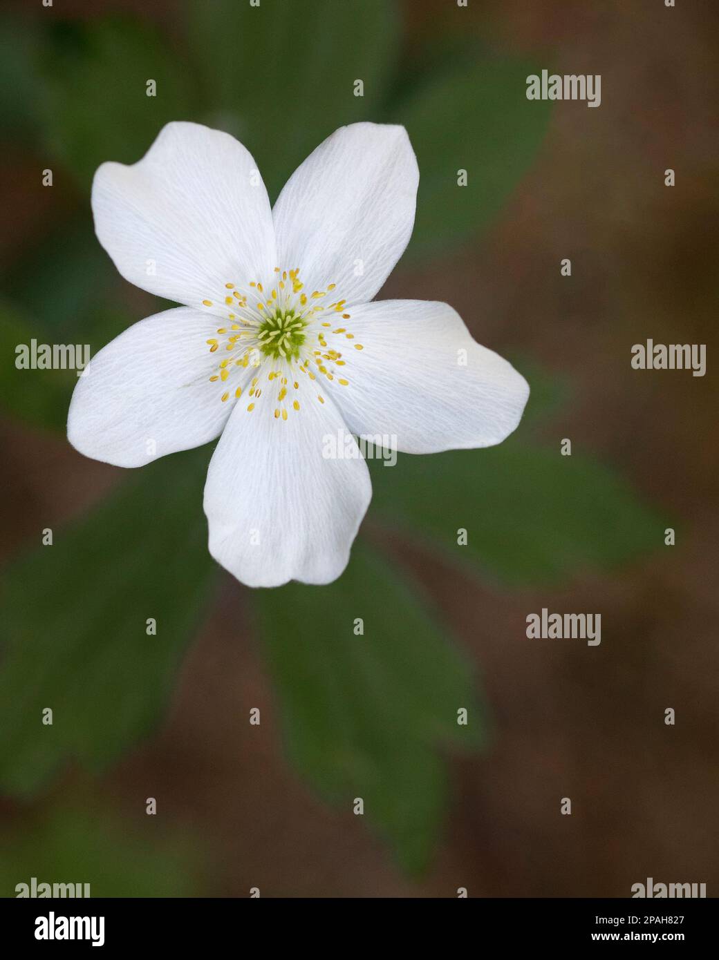 Canada Anemone Flower (Meadow Anemone), eine Blüte aus nächster Nähe, im Griffith Woods Natural Environment Park, Calgary, Kanada. Anemonkanadensis Stockfoto