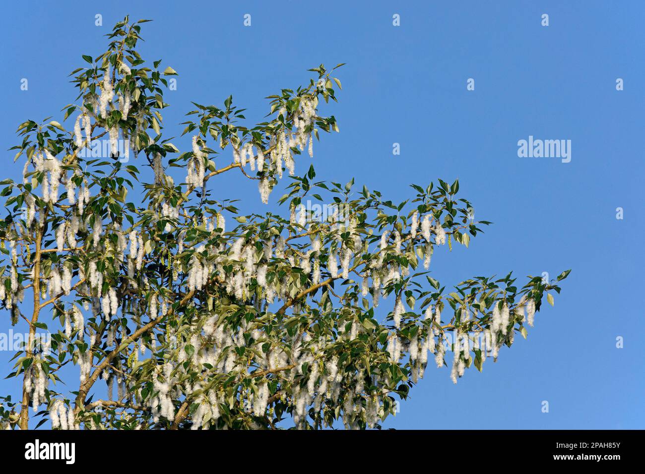 Balsam-Pappelbaum (Populus balsamifera) mit Katzenmuscheln in Calgary, Alberta, Kanada Stockfoto