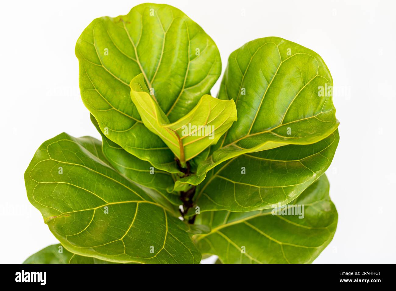 Lyrata Ficus Fiddle Leaf Feigenbild mit hohem Blickwinkel auf weißem Hintergrund Stockfoto