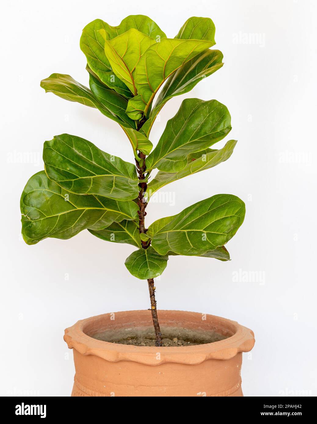 Ficus-Lyrata-Pflanze mit großen grünen Blättern in einem Tontopf isoliert auf weißem Hintergrund Stockfoto