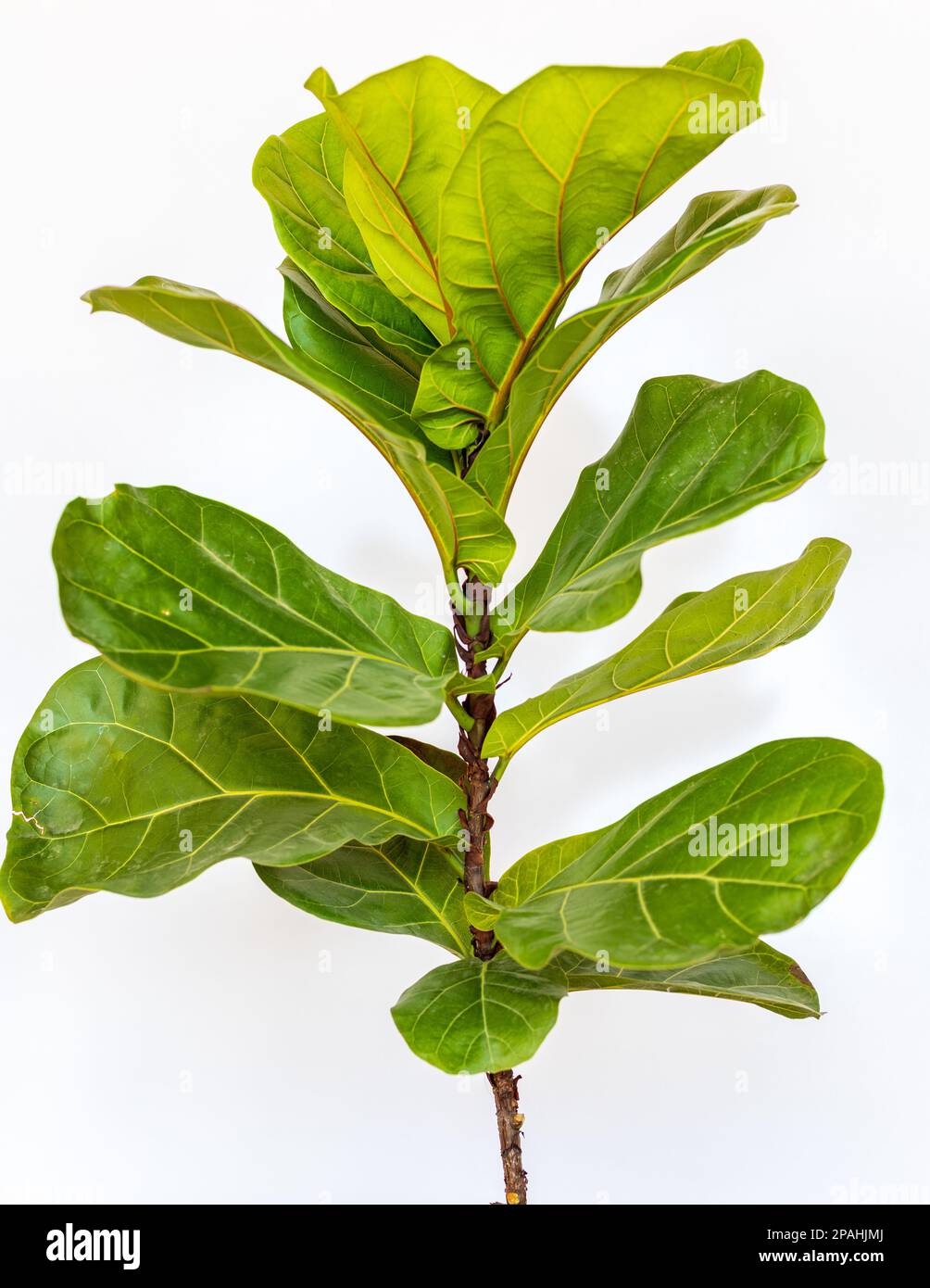 Fiddle-Leaf-Feige auf weißem isoliertem Hintergrund Stockfoto