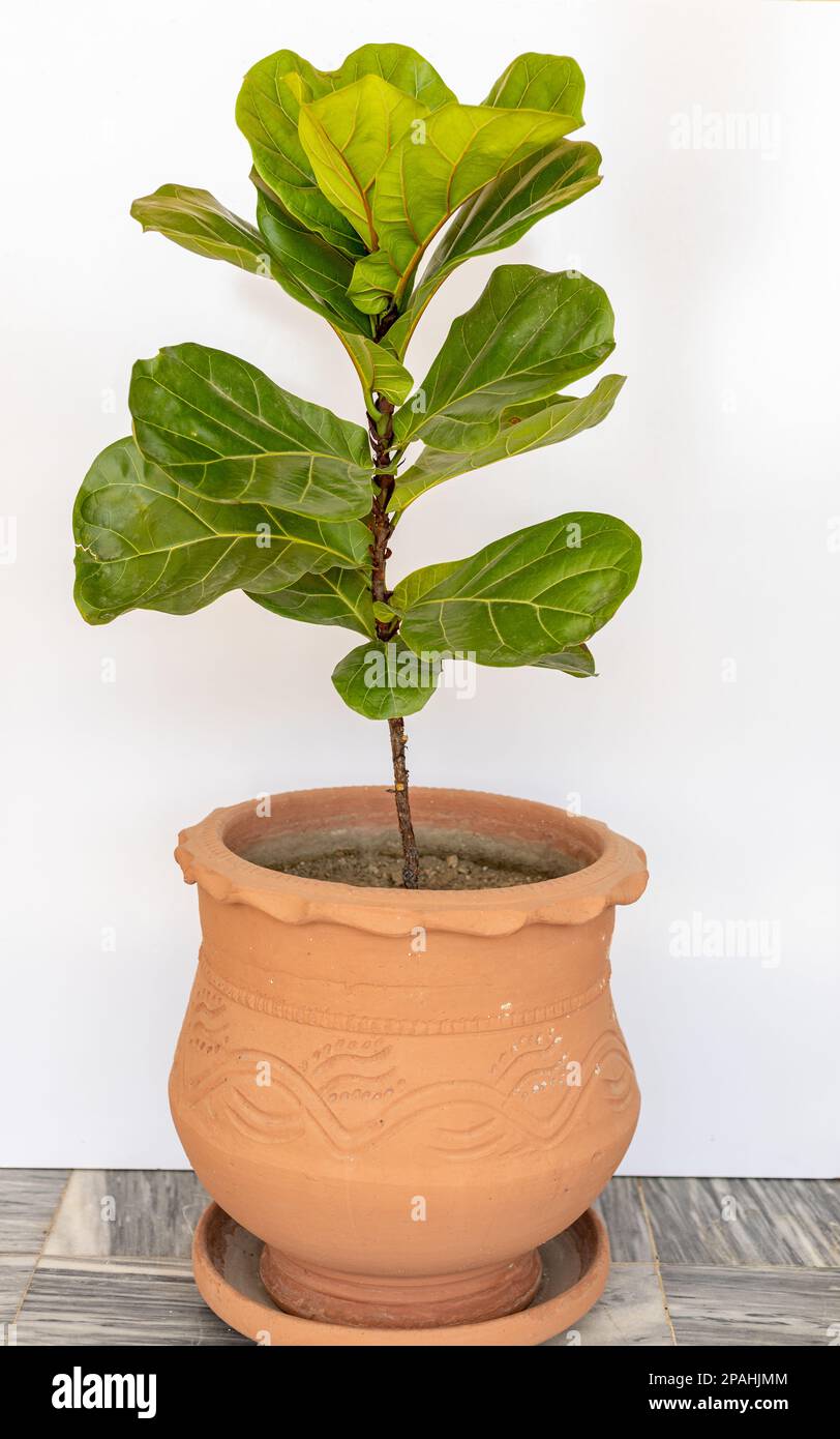 Ficus-Lyrata-Pflanze mit großen grünen Blättern in einem großen Topf auf weißem Hintergrund Stockfoto