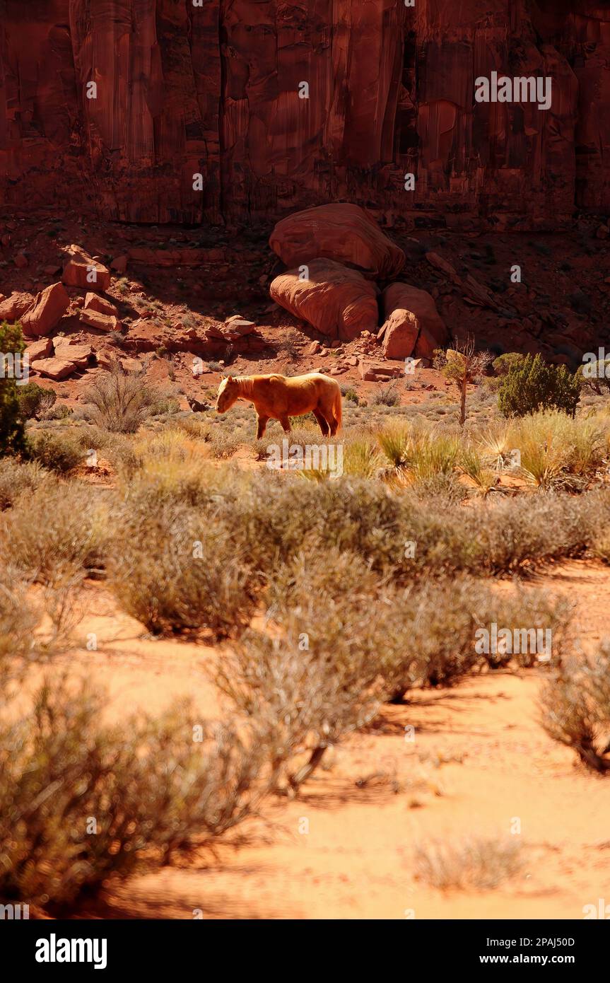 Wild Horse Monument Valley nordöstlich von Arizona Navajo Nation Stockfoto