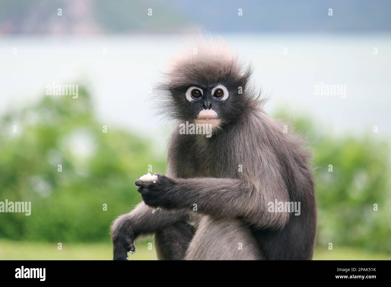 Der zickige süße Dusky Leaf Affe (Trachypithecus obscurus) nahm gekochten Reis aus dem Mülleimer und isst ihn. Stockfoto