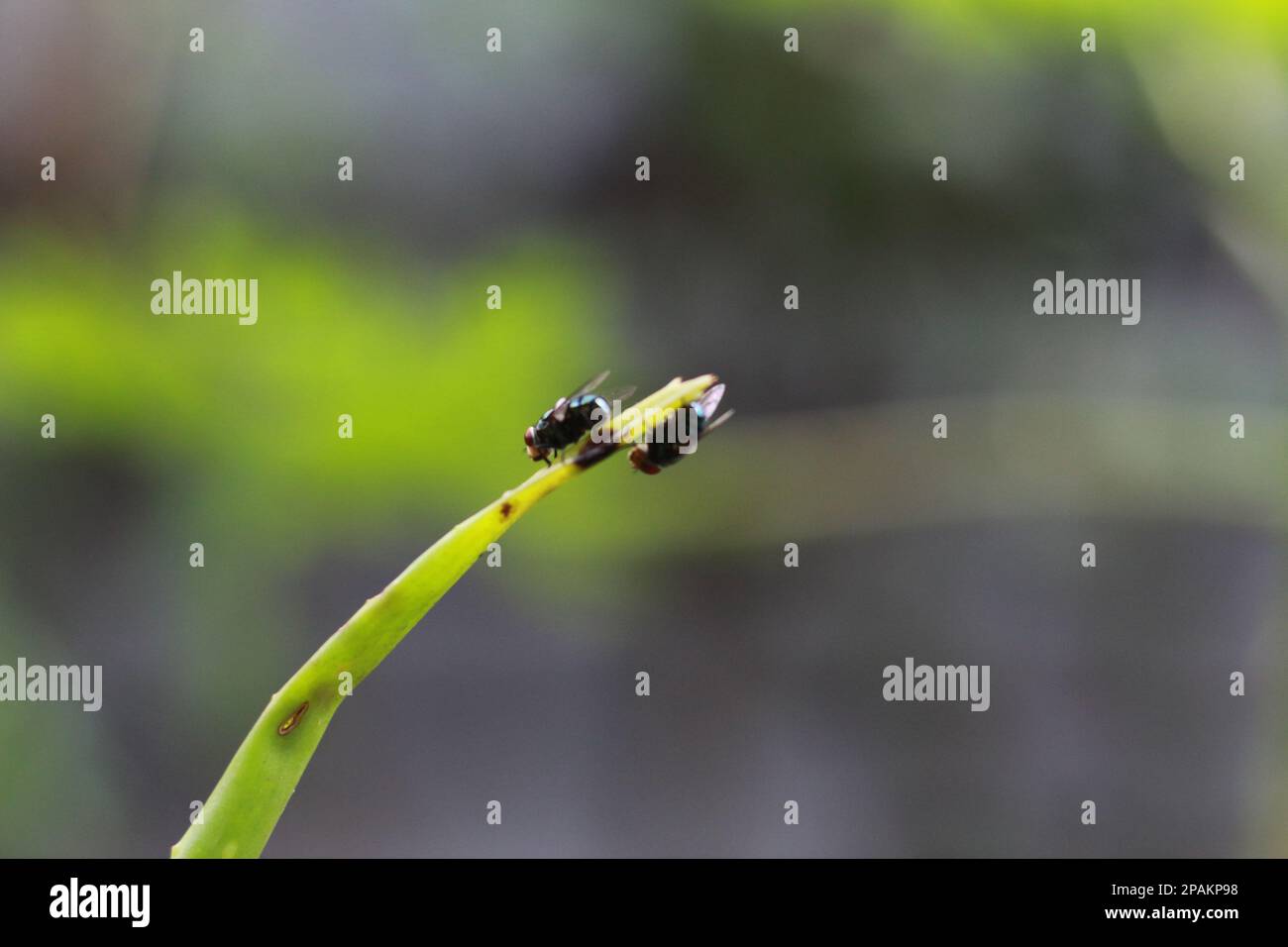 Nahaufnahme einer Fliege auf einem Pflanzenstamm. Konzeptfoto von Flora und Fauna. Stockfoto