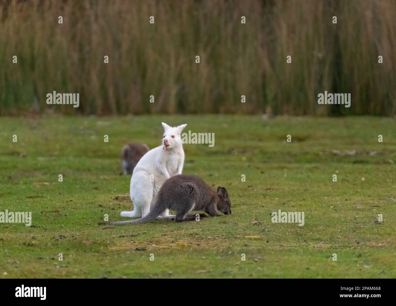 Bruny Island Tasmanien als Mischung aus Wallabys und Kängurus, einschließlich der Albino-weißen Wallabys. Stockfoto