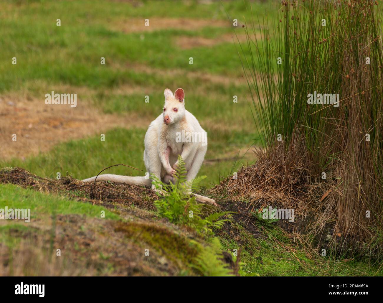 Albino Whte Wallaby, einheimisch auf Bruny Island, Tasmanien. Sehr selten. Weißes Wallaby Stockfoto