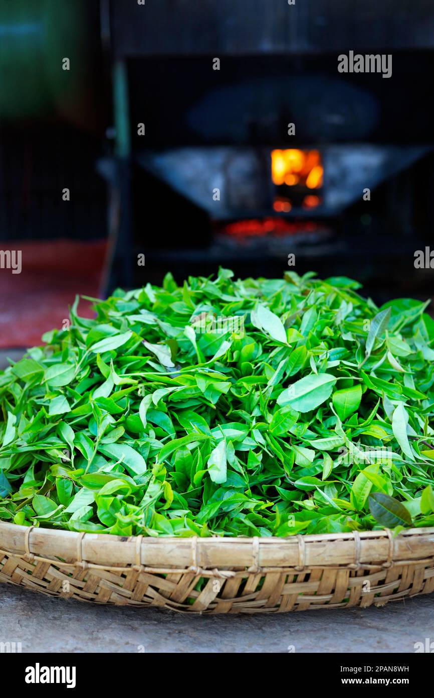 Grüne Teeblätter trocknen in einem Korb aus Korb Stockfoto
