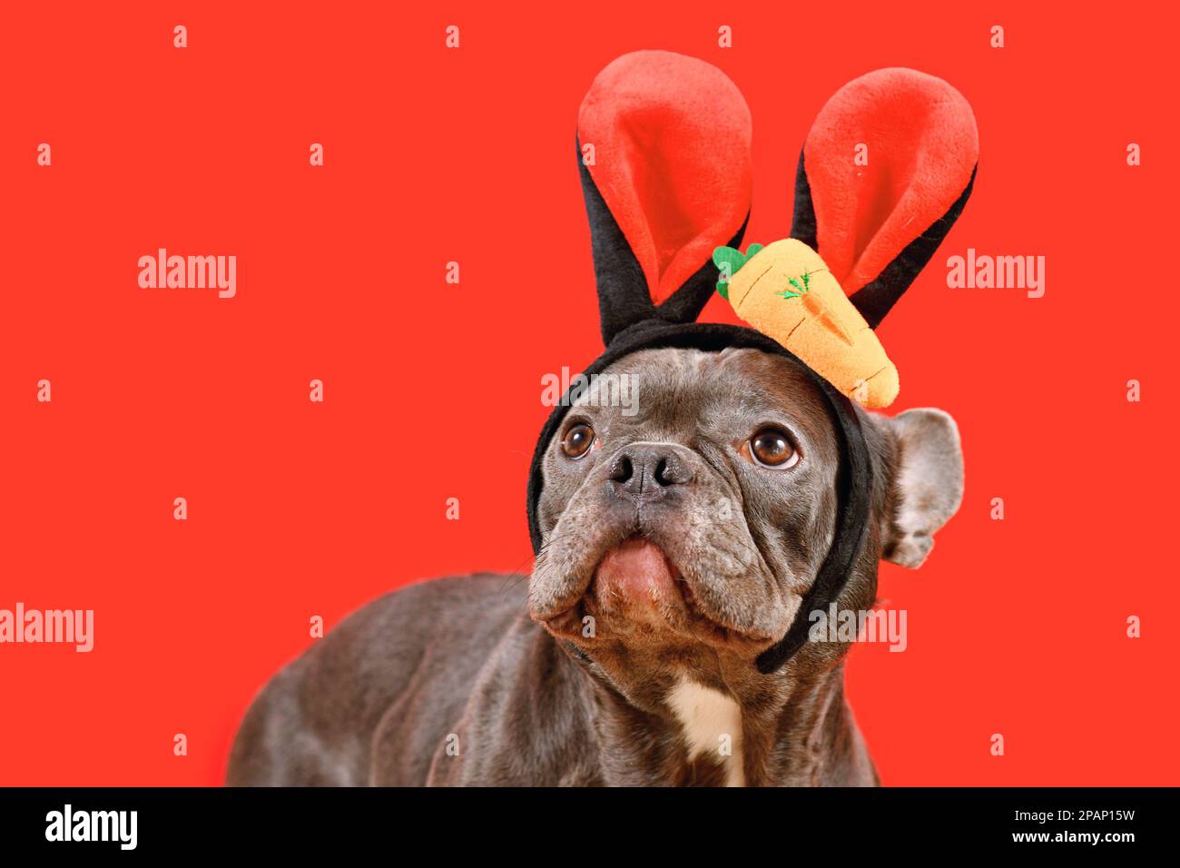 Schwarzer französischer Bulldog in Osterhäschen-Kostümen mit Karotten auf rotem Hintergrund Stockfoto