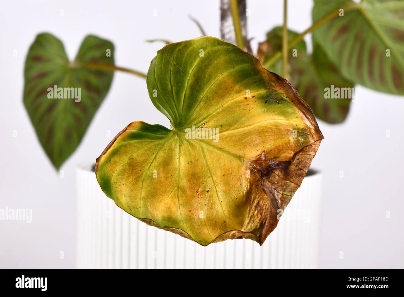 Verwelkte gelbe Bltter der vernachlssigten sterbenden 'Philodendron  Melanochrysum'-Zimmerpflanze Stockfotografie - Alamy